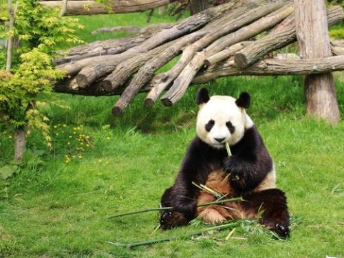 Panda Zoo de Beauval