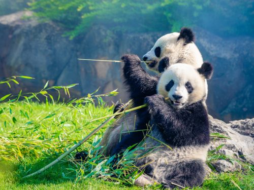 Pandas du Zoo de Beauval