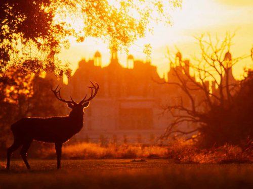 brame-cerf-chambord