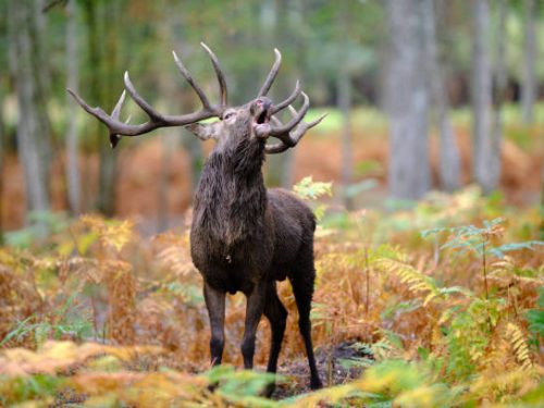 Red deer during the slab period in a forest