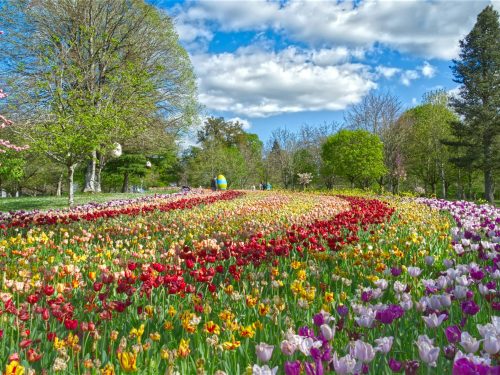 Ruban tulipe mois d'avril jardins au château de Cheverny