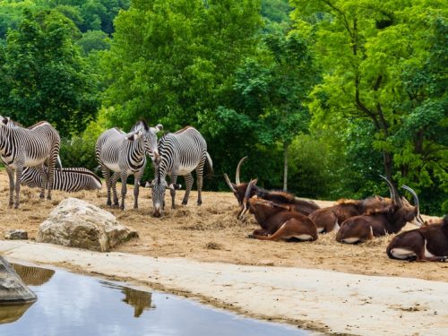 Zèbres et Gazelles au Zoo de Beauval